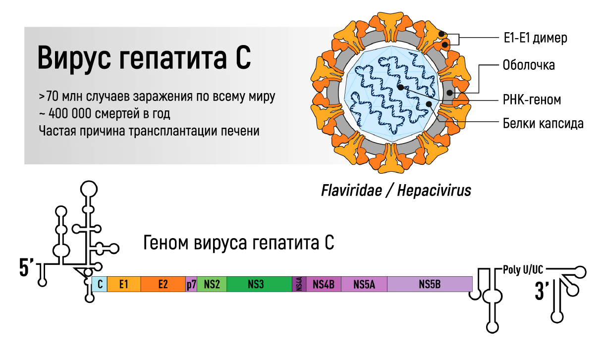 Описание инфекции HCV